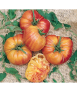 Big Rainbow Top Quality Tomato Seeds - €6,81 EUR