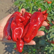 SWEET PEPPER MELROSE, 25 SEEDS R - $267.26 MXN