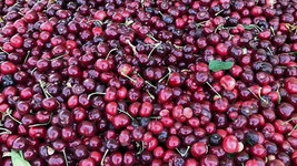 10 Tulare Cherry Seeds Planting USA Gardening - $7.96