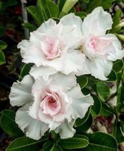 From US 4 Double White Desert Rose Seeds Adenium Flower Bloom Perennial Seed 6 - £8.64 GBP