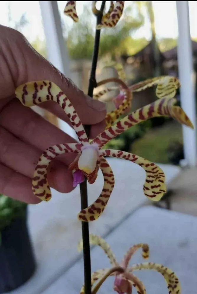 Aranchni Flos~Aeris Vanda Type Orchid~Aranda Leopard 10 inches CUTTING - $36.28 CAD