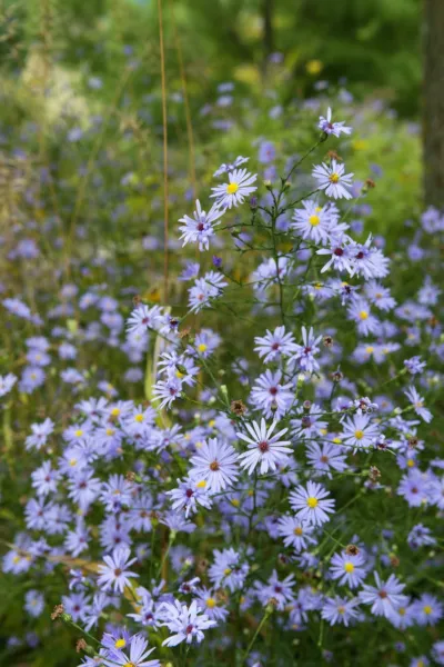 Top Seller 250 Sky Blue Aster Azure Aster Azureus Flower Seeds - £11.46 GBP