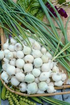 Simple Pack 220 seed Vegetable Onion Pickling Paris Silverskin - £6.32 GBP