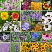 US Seller North American Native Wildflower Seed Mix Easy Care Great For Kids Fas - $17.98