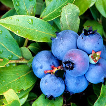 200 Blueberry Seeds SH112069C - £14.32 GBP