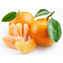 Orange Mandarin Citrus Fruit Seeds, professional pack, tasty juicy sweet home ga - £8.62 GBP