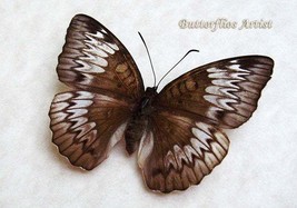 Horsfield&#39;s Baron Euthalia Iapis Female RARE Real Butterfly Entomology Shadowbox - £51.95 GBP