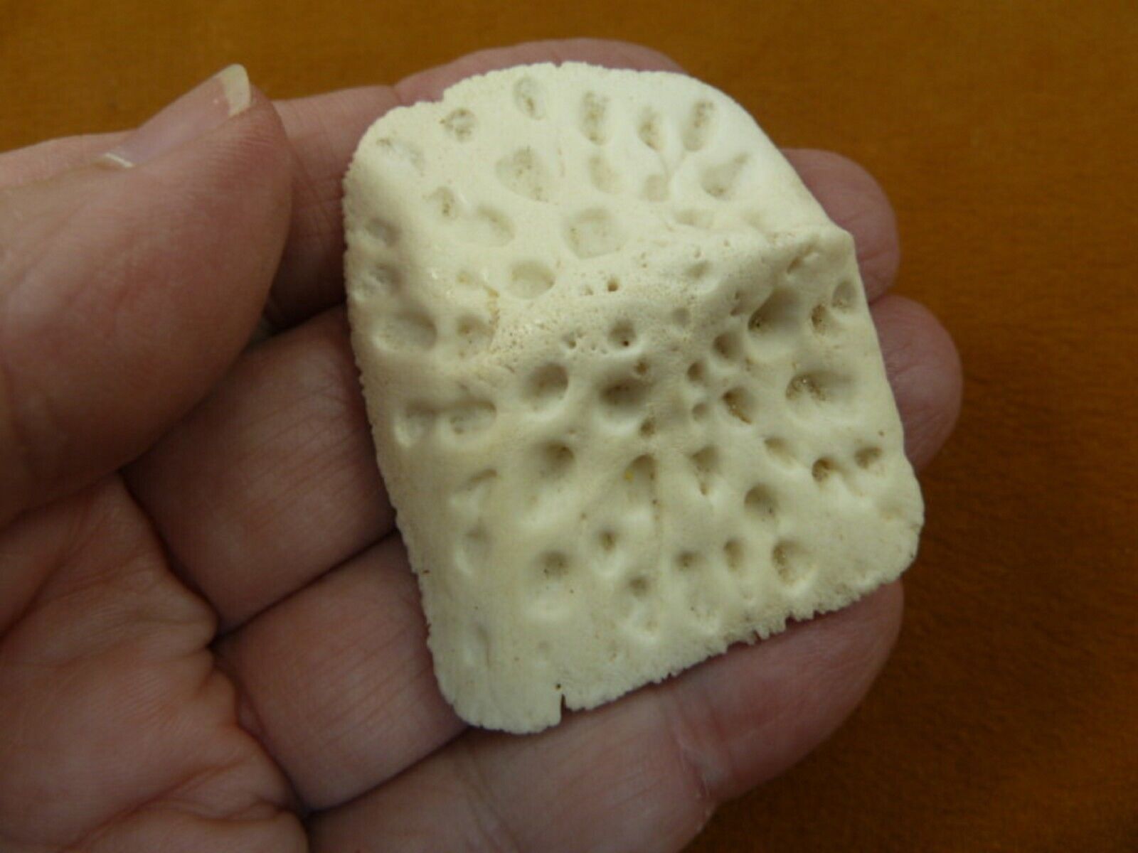 (G500-247) 1-7/8&quot; Gator ALLIGATOR BACK SCUTE bone bones BONY skutes croc... - $11.29
