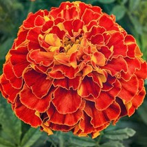 50 Red Cherry French Marigold Seeds Gardening Fresh USA Seller - $9.15