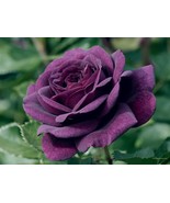 Dark Purple #15 Rose Rose Bush 50 or 100 Seeds~Rare-Free Shipping-USA Seller - $3.29 - $5.95