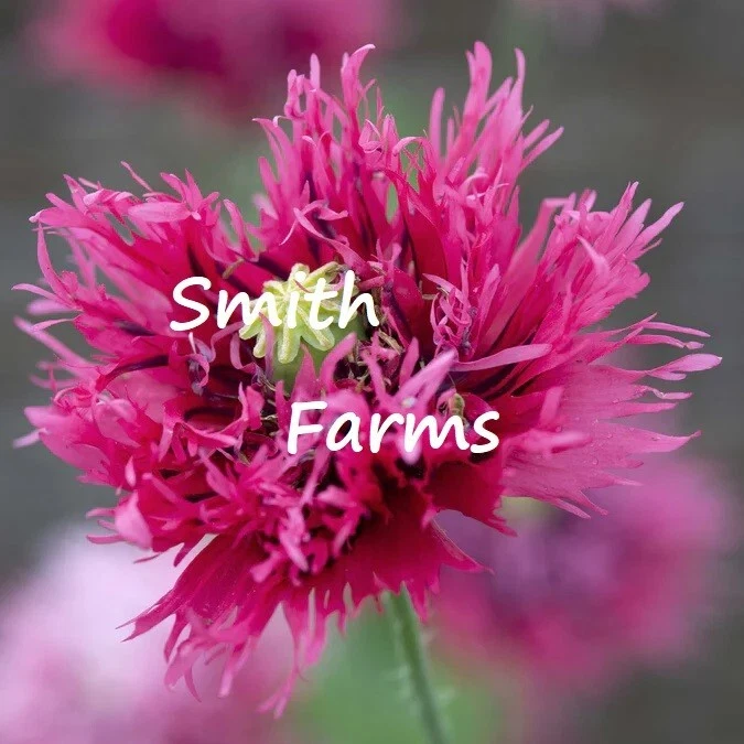 200+ Seeds Rose Feathers Poppy Flowers Plants Garden Planting - $11.39