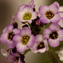 Alyssum Lobularia Maritima Dwarf Pink Seed Garden Fast Shipping - $7.99