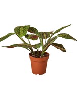 Maranta Red Prayer-8&quot; Pot - $1,331.47 MXN