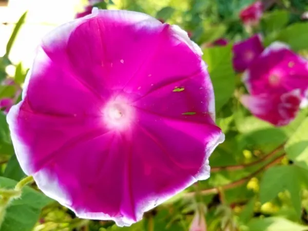 Ehigasa Japanese Morning Glory 10 Authentic Seeds Fresh Garden - $11.00