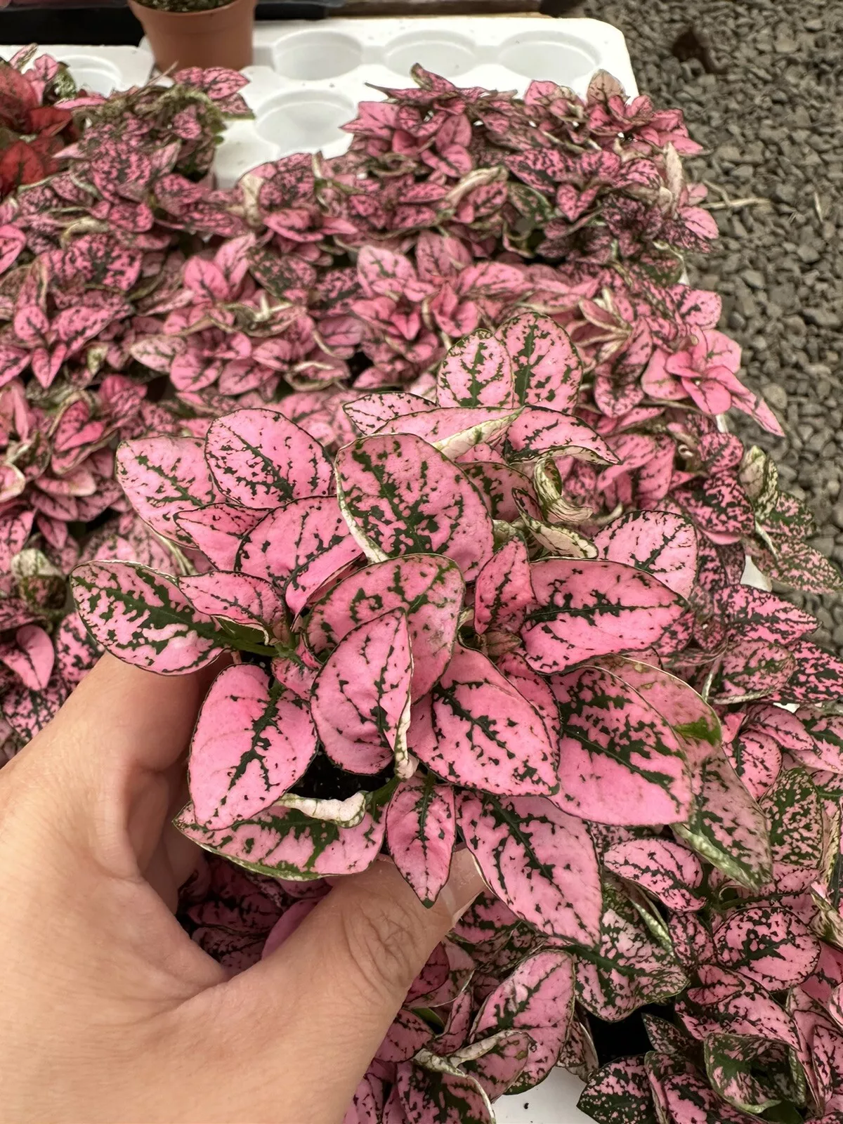 Hypoestes-Phyllostachya Splash- 2 pot - $31.18