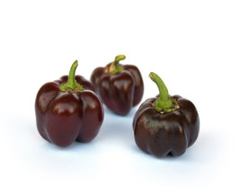 BPA 20 Seeds Organic Chocolate Mini Bell Pepper Brown Miniature Capsicum Vegetab - £7.82 GBP