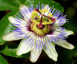 Blue Passion Flower 35 Seeds Passiflora Caerulea Garden Fresh USA Shipping - £14.16 GBP