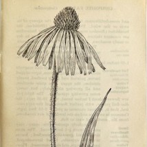 1905 Purple Cone Flower Wild Flower Print Pen &amp; Ink Lithograph Antique  - £13.98 GBP