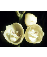 Peristeria Elata Seeds 100 Seeds Holy Ghost Orchid Dove Orchid Flor Del ... - €12,09 EUR