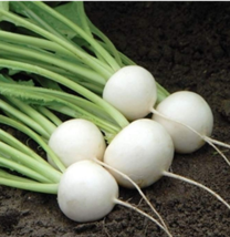Hakurei F1 Turnip 200 Seeds This Is the One That Sets the Standard for Flavor FR - £4.54 GBP