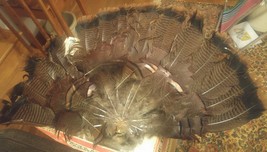 Wild Turkey Fan Mount Feathers Crafts Decoy - £40.05 GBP
