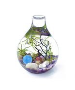 Moss Terrarium Kit Mini Aquarium Fish Tank Teardrop Glass Home Decor - $24.68
