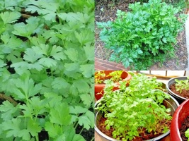301+ITALIAN Flat Leaf Parsley Herb Garden Containers Culinary Seeds Easy - £10.22 GBP