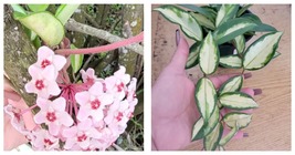 Variegated Tricolor Hoya Krimson Princess Hoya Carnosa Live Plant 5&quot; in ... - £26.63 GBP