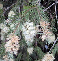 New Fresh Seeds 20 Willow Bottle Brush Seeds Callistemon Salignus USA Se... - $15.90