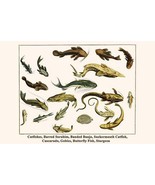 Catfishes, Barred Sorubim, Banded Banjo, Suckermouth Catfish, Cascarudo,... - £17.39 GBP+