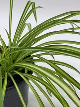Spider Plant, Chlorophytum comosum, Ribbon Plant, in a 4 inch Pot, - £9.52 GBP