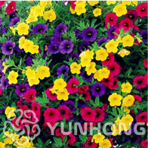 New Fresh Mini Calibrchoa Million Bells Annual Flower Bonsai Vary Colors 100Pcs  - $10.90