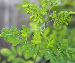 10 Seeds - Moringa oleifera ODC -Hybrid- Grown for Large Yields - £3.95 GBP