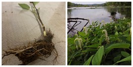 3 Saururus cernuus | Lizard’s Tail | Bareroot | Live Plant - £38.11 GBP