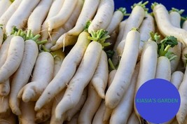 300 Japanese Minowase Radish Seeds (Raphanus Sativus) Non-Gmo Fresh Garden - £5.96 GBP