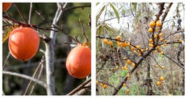 Common Persimmon Diospyros virginian Native Fruit Tree Seeds 10 Seeds - £14.89 GBP