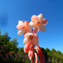 South Africa Watsonia Seeds Pinkish Orange Petals Flowers Fresh Gardening USA SE - £9.28 GBP