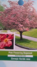 Pink Flowering Dogwood Tree Grow Own Trees Plants Landscape Shade Fruit Flowers - £110.33 GBP