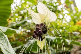 15 White bat flower Seeds, Tacca integrifolia seeds, Exotic Flower , Cats Flower - £4.78 GBP