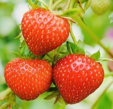Fresh Garden 150+ Everbearing Strawberry Fruit Seeds NON GMO - £7.83 GBP