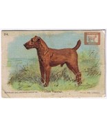 Dwight&#39;s Cow Brand Baking Soda Victorian Trade Card Irish Terrier No 24 Dog - £3.87 GBP