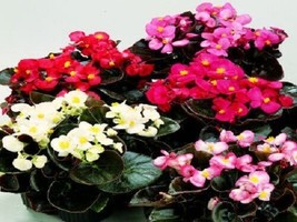 50 Begonia Seeds Chocolates Sampler Mix Flower Seeds Fresh Seeds Gardening USA - £18.86 GBP