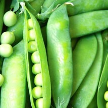 Fresh Garden Lincoln Pea Seeds  | NON-GMO | Heirloom | Seeds - £8.08 GBP