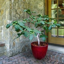 Fignomenal Dwarf Fig Tree – Dwarf Fig Plant – Self Fertile - £14.26 GBP