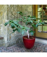 Fignomenal Dwarf Fig Tree – Dwarf Fig Plant – Self Fertile - £14.13 GBP