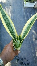 live plant 6&#39;&#39; to 12&#39;&#39; Sansevieria laurentii superba (Golden Snake Plant)  - £48.75 GBP