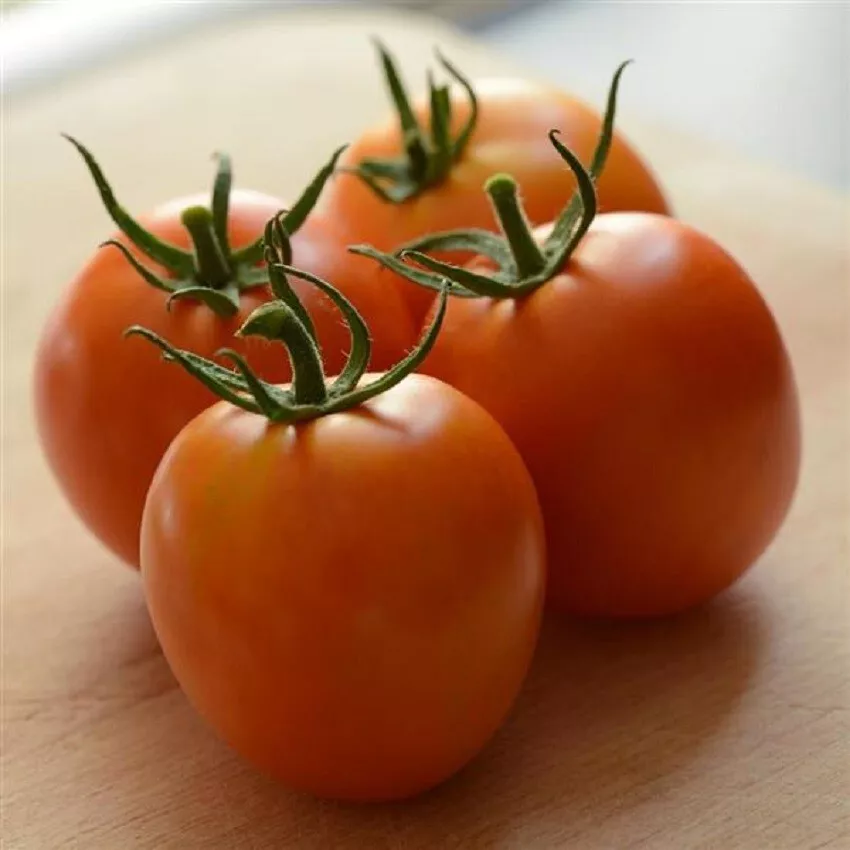 25 Seeds Tomato Marriage Perfect Flame Heirloom Tomato Seeds  - £14.13 GBP