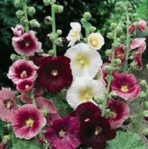 50 seeds Hollyhock Indian Spring Mix Plant Flowers  - £6.74 GBP