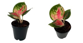 Aglaonema - Red King Chinese Evergreen Plant - 2&quot; Pot - Gardening - $50.99