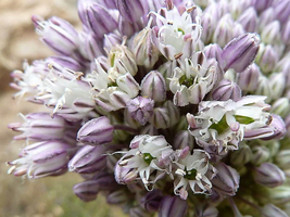 BStore 450 Seeds Broad London Leek Allium Porrum Heirloom White &amp; Green Vegetabl - £7.44 GBP